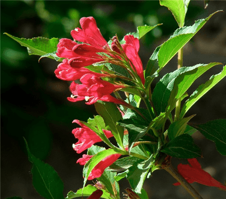 紅王子錦帶開(kāi)花