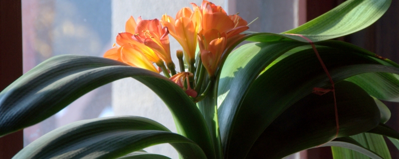 養(yǎng)花“澆水”很關(guān)鍵，掌握這“5原則”，養(yǎng)啥花都長得旺！