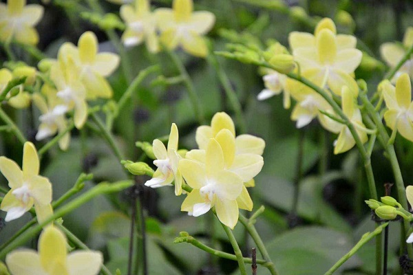 大花蕙蘭怎樣復(fù)花？