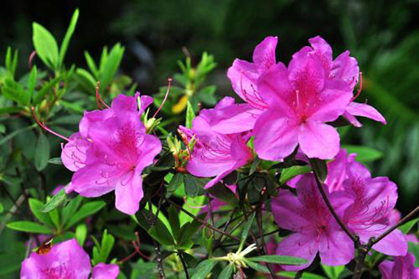 怎么讓杜鵑花多開(kāi)花