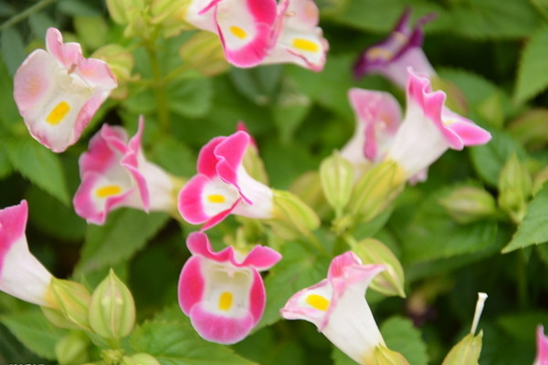 夏堇什么時(shí)候開(kāi)花
