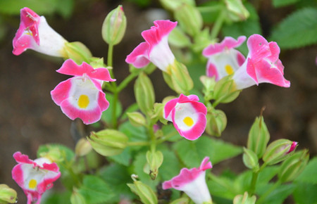 夏堇開(kāi)花的注意事項(xiàng)